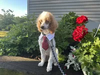 Loki, a male Poodle - Miniature  for sale in Argos, IN – 4 of 6