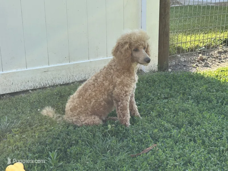 Linc – Poodle - Miniature  puppy for sale in Argos, IN