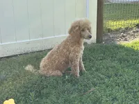 Linc, a male Poodle - Miniature  for sale in Argos, IN – 1 of 5