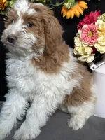 Alicce, a female Goldendoodle for sale in Argos, IN – Photo 3 of 8