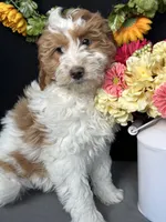 Alicce, a female Goldendoodle for sale in Argos, IN – Photo 2 of 8