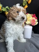 Alicce, a female Goldendoodle for sale in Argos, IN – Photo 5 of 8