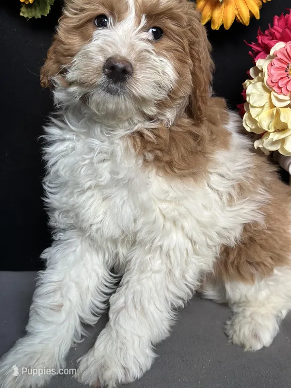 Alicce, a female Goldendoodle for sale in Argos, IN – Photo 1 of 8
