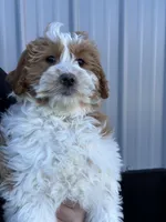 Alicce, a female Goldendoodle for sale in Argos, IN – Photo 8 of 8
