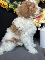 Alicce, a female Goldendoodle for sale in Argos, IN – Photo 4 of 8