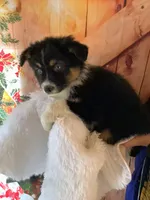 Kyran, a male Australian Shepherd for sale in Argos, IN – Photo 2 of 10