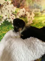 Kyran, a male Australian Shepherd for sale in Argos, IN – Photo 10 of 10