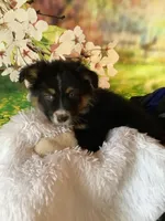 Kyran, a male Australian Shepherd for sale in Argos, IN – Photo 8 of 10