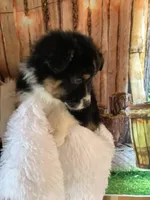 Kyran, a male Australian Shepherd for sale in Argos, IN – Photo 5 of 10