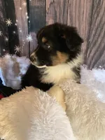 Kyran, a male Australian Shepherd for sale in Argos, IN – Photo 1 of 10
