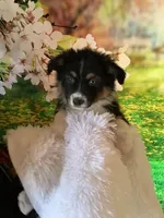 Kyran, a male Australian Shepherd for sale in Argos, IN – Photo 7 of 10
