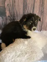 Kyran, a male Australian Shepherd for sale in Argos, IN – Photo 6 of 10