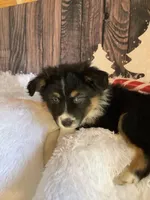 Kyran, a male Australian Shepherd for sale in Argos, IN – Photo 3 of 10