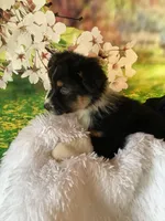 Kyran, a male Australian Shepherd for sale in Argos, IN – Photo 9 of 10