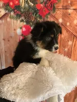 Kyran, a male Australian Shepherd for sale in Argos, IN – Photo 4 of 10