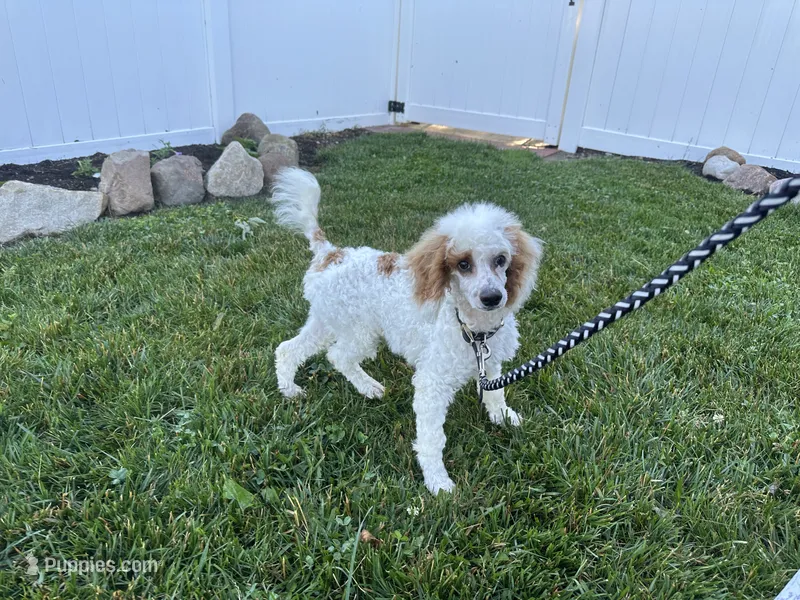 Leo – Poodle - Miniature  puppy for sale in Argos, IN