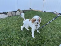 Leo, a male Poodle - Miniature  for sale in Argos, IN – 2 of 9