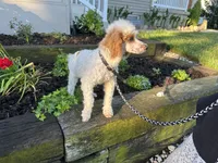 Leo, a male Poodle - Miniature  for sale in Argos, IN – 2 of 6