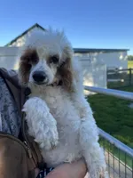 Loki, a male Poodle - Miniature  for sale in Argos, IN – 2 of 6