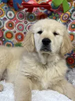 Travis, a male English Cream Golden Retriever for sale in Argos, IN – Photo 1 of 2