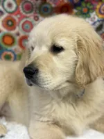 Travis, a male English Cream Golden Retriever for sale in Argos, IN – Photo 2 of 2