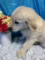 TAZ, a male English Cream Golden Retriever for sale in Argos, IN – Photo 7 of 9