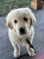 TAZ, a male English Cream Golden Retriever for sale in Argos, IN – Photo 5 of 9