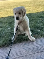 TAZ, a male English Cream Golden Retriever for sale in Argos, IN – Photo 8 of 9