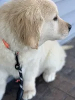 TAZ, a male English Cream Golden Retriever for sale in Argos, IN – Photo 3 of 9