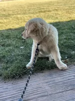 TAZ, a male English Cream Golden Retriever for sale in Argos, IN – Photo 9 of 9