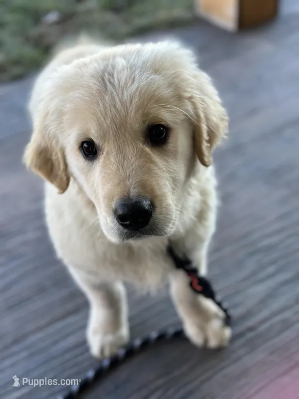 TAZ, a male English Cream Golden Retriever for sale in Argos, IN – Photo 1 of 9
