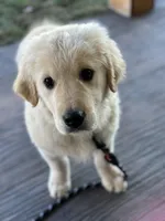 TAZ, a male English Cream Golden Retriever for sale in Argos, IN – Photo 1 of 9