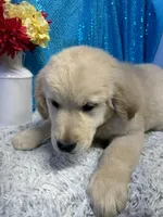 TAZ, a male English Cream Golden Retriever for sale in Argos, IN – Photo 6 of 9