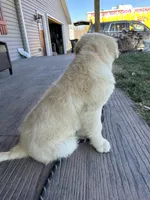 TAZ, a male English Cream Golden Retriever for sale in Argos, IN – Photo 4 of 9