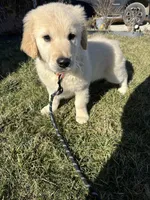 TAZ, a male English Cream Golden Retriever for sale in Argos, IN – Photo 2 of 9