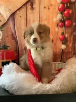 Kia, a female Australian Shepherd for sale in Argos, IN – Photo 8 of 10