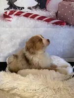 Kia, a female Australian Shepherd for sale in Argos, IN – Photo 6 of 10