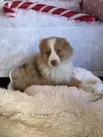 Kia, a female Australian Shepherd for sale in Argos, IN – Photo 3 of 10