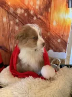 Kia, a female Australian Shepherd for sale in Argos, IN – Photo 7 of 10