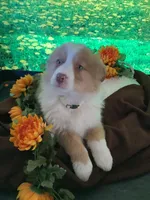 Kia, a female Australian Shepherd for sale in Argos, IN – Photo 1 of 10