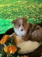 Kia, a female Australian Shepherd for sale in Argos, IN – Photo 5 of 10