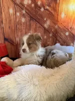 Kia, a female Australian Shepherd for sale in Argos, IN – Photo 4 of 10