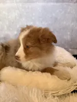 Kia, a female Australian Shepherd for sale in Argos, IN – Photo 2 of 10