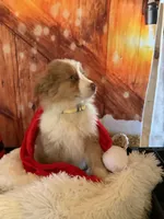 Kia, a female Australian Shepherd for sale in Argos, IN – Photo 10 of 10