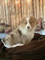 Kia, a female Australian Shepherd for sale in Argos, IN – Photo 9 of 10