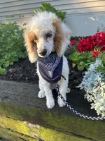 Leo, a male Poodle - Miniature  for sale in Argos, IN – 3 of 6