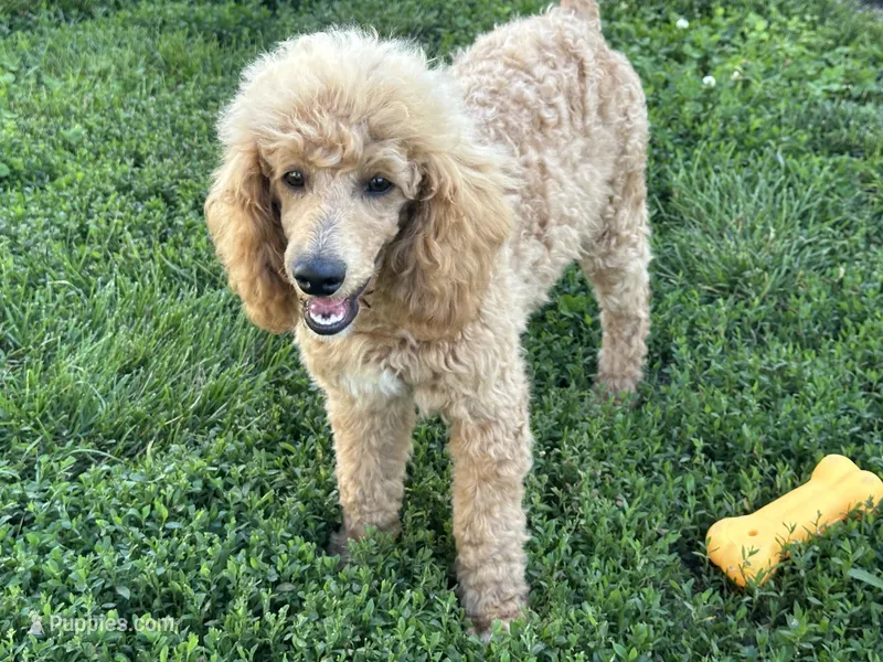 Linc – Poodle - Miniature  puppy for sale in Argos, IN