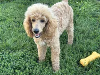 Linc, a male Poodle - Miniature  for sale in Argos, IN – 2 of 5