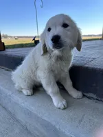 Trigger, a male English Cream Golden Retriever for sale in Argos, IN – Photo 1 of 9