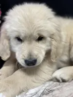Trigger, a male English Cream Golden Retriever for sale in Argos, IN – Photo 4 of 9